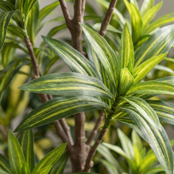Kunstplant – Dracaena – Drakenboom – 155 cm