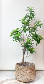 Kunstplant – Dracaena – Drakenboom – 190 cm