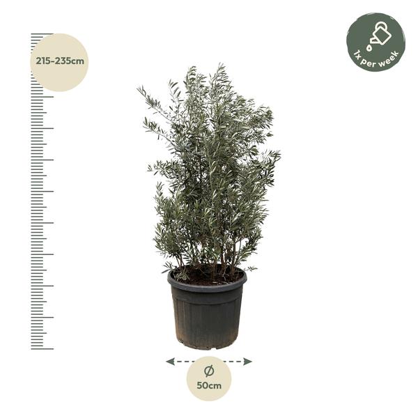 Olea Europaea struik – 250cm- Ø55