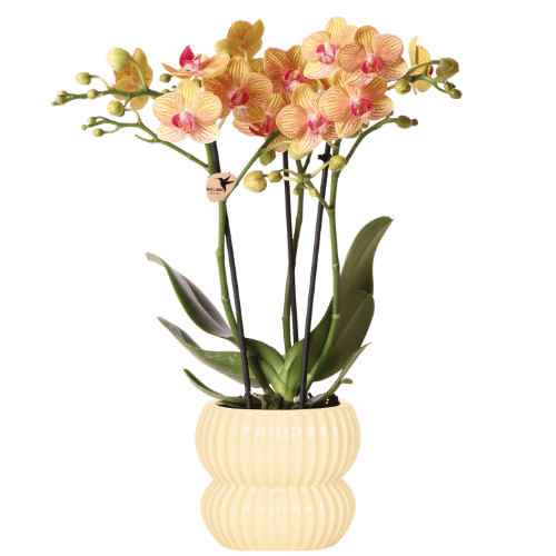 Kolibri Orchids | Oranje Jamaica orchidee + Horizon sierpot geel – potmaat Ø9cm | bloeiende kamerplant – vers van de kweker