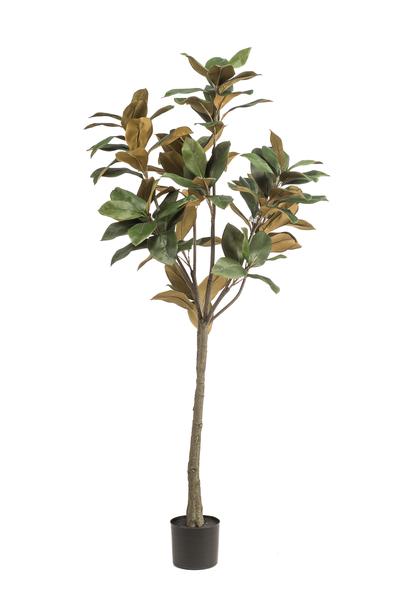 Kunstplant – Magnolia Grandiflora – 150 cm