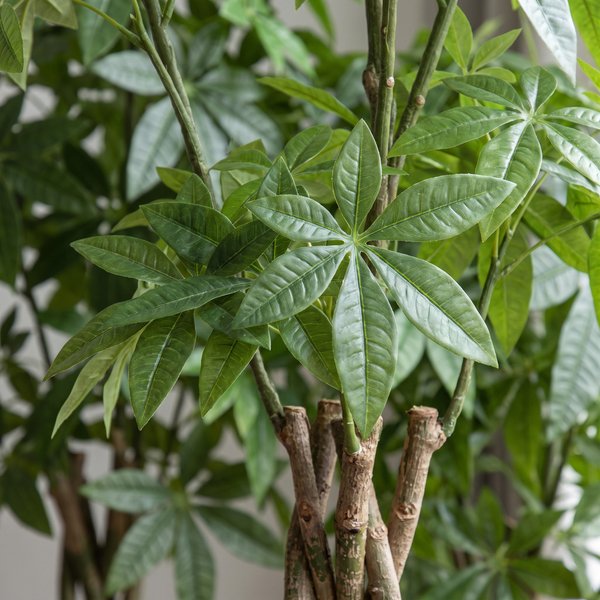 Kunstplant – Pachira Aquatica – Geldboom – 150 cm