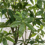 Kunstplant – Pachira Aquatica – Geldboom – 180 cm