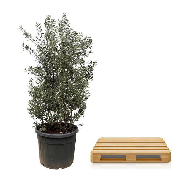Olea Europaea struik – 250cm- Ø55