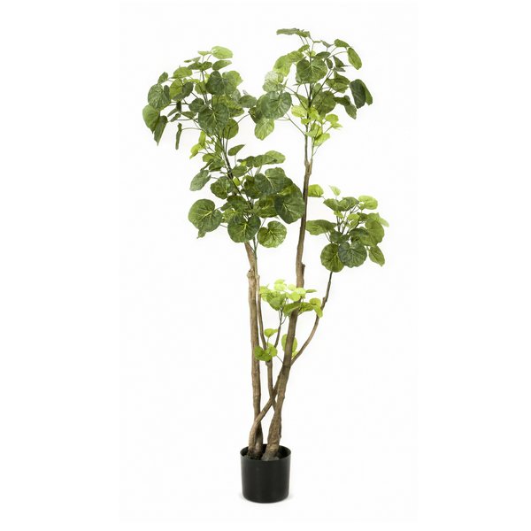 Kunstplant – Polyscias – Aralia – 135 cm