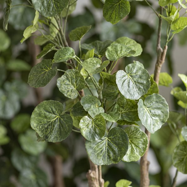 Kunstplant – Polyscias – Aralia – 135 cm