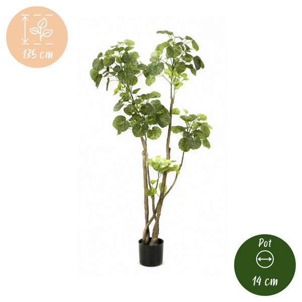 Kunstplant – Polyscias – Aralia – 135 cm