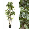Kunstplant – Polyscias – Aralia – 160 cm