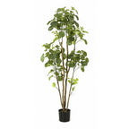 Kunstplant – Polyscias – Aralia – 160 cm