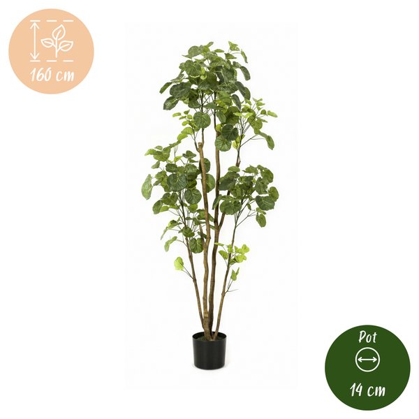 Kunstplant – Polyscias – Aralia – 160 cm