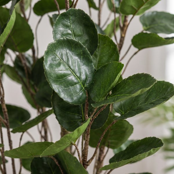 Kunstplant – Polyscias – Aralia – 105 cm