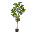 Kunstplant – Polyscias – Aralia – 150 cm