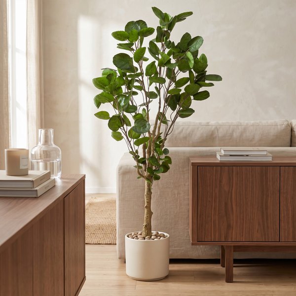 Kunstplant – Polyscias – Aralia – 150 cm