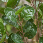 Kunstplant – Polyscias – Aralia – 150 cm