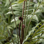 Kunstplant – Rumohra Adiantiformis – Ledervaren – 150 cm
