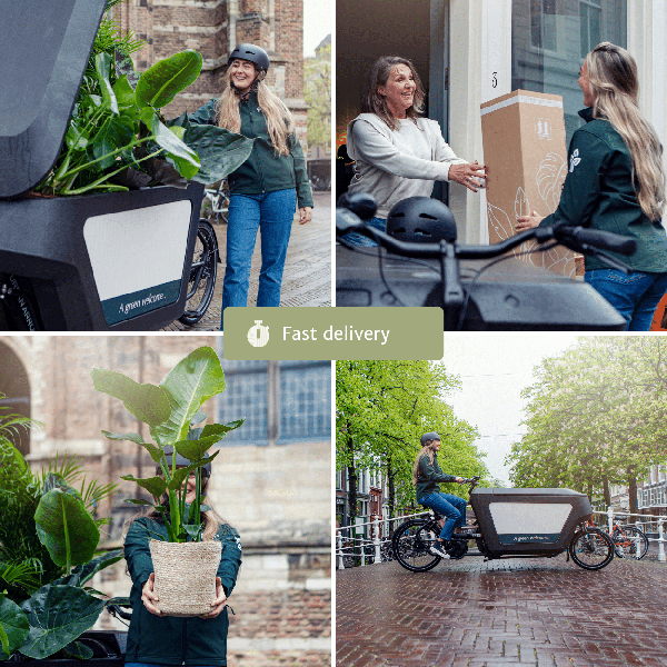 Droogbloemen in Letterbox – Multi