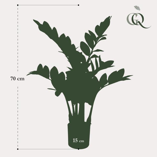 Kunstplant – Zamioculcas – Kamerpalm – 70 cm