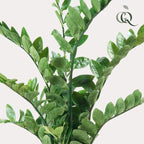 Kunstplant – Zamioculcas – Kamerpalm – 110 cm