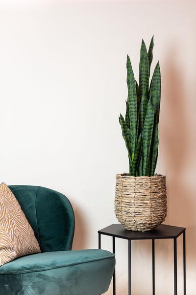 Kunstplant – Sanseveria black coral – Vrouwentong – 97 cm