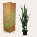 Kunstplant – Sanseveria black coral – Vrouwentong – 97 cm