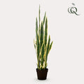 Kunstplant – Sanseveria Trifasciata – Vrouwentong – 97 cm