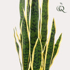 Kunstplant – Sanseveria Trifasciata – Vrouwentong – 97 cm