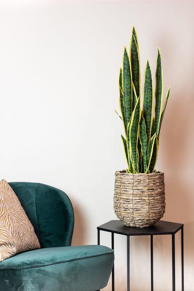 Kunstplant – Sanseveria Trifasciata – Vrouwentong – 97 cm