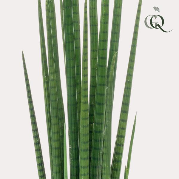 Kunstplant – Sanseveria Cylindrica – Vrouwentong – 70 cm
