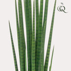 Kunstplant – Sanseveria Cylindrica – Vrouwentong – 70 cm