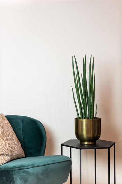 Kunstplant – Sanseveria Cylindrica – Vrouwentong – 70 cm