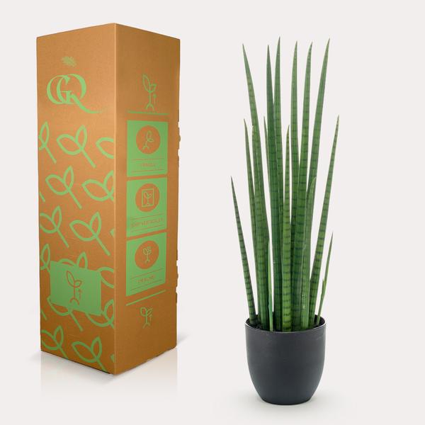 Kunstplant – Sanseveria Cylindrica – Vrouwentong – 70 cm