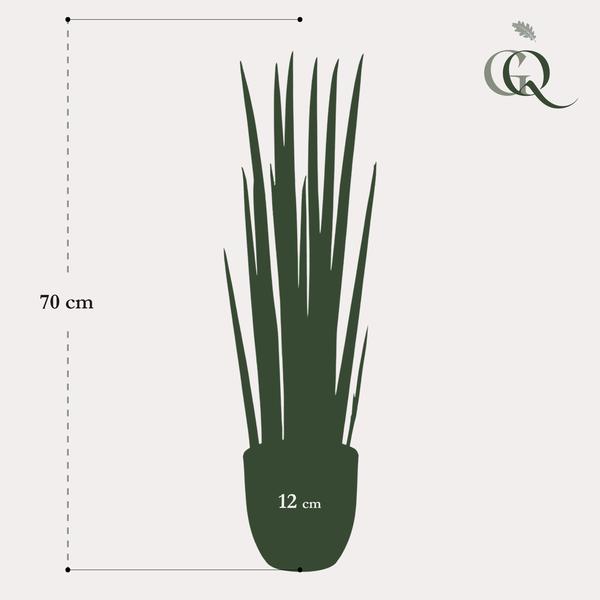 Kunstplant – Sanseveria Cylindrica – Vrouwentong – 70 cm