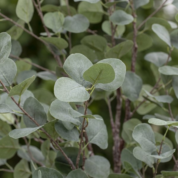 Kunstplant – Eucalyptus – Blauwe Gomboom – 140 cm