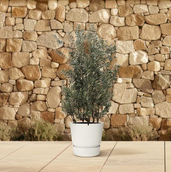 Olea Europaea struik – 250cm- Ø55