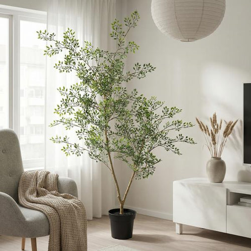 ARTIFICIAL Bucida – 71cm