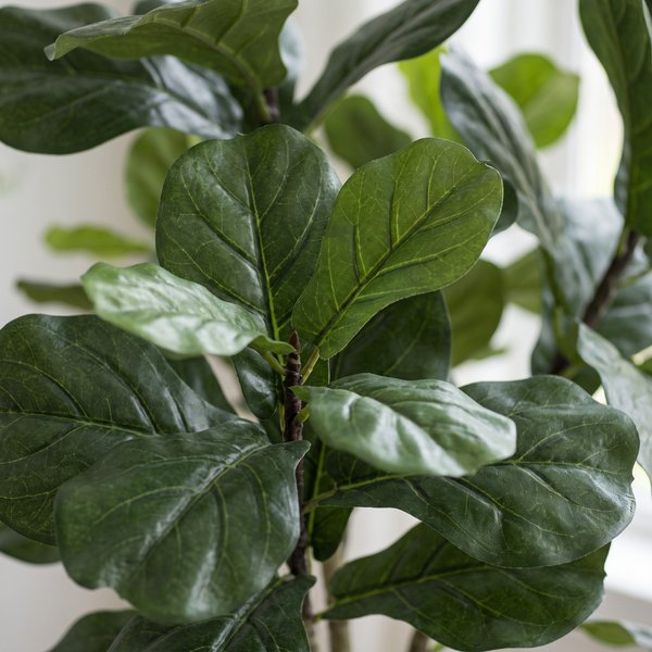 Kunstplant – Ficus Lyrata – Tabaksplant – 180 cm