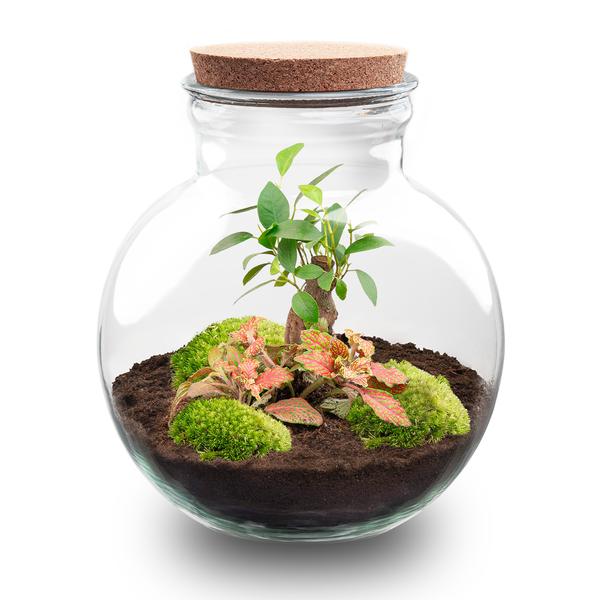 DIY Planten terrarium (met licht) – Teddy Bonsai – Ø 25 cm ↑ 26,5 cm – No tools