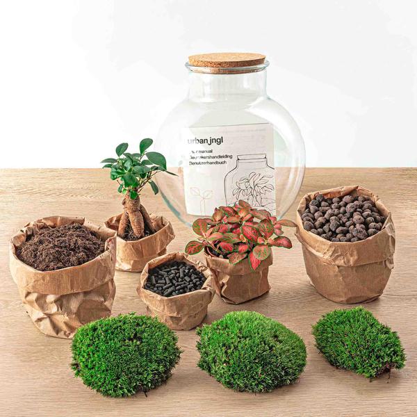 DIY Planten terrarium (met licht) – Teddy Bonsai – Ø 25 cm ↑ 26,5 cm – Rake + Shovel