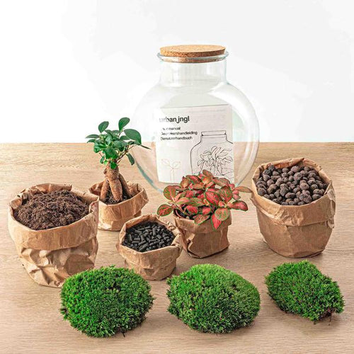 DIY Planten terrarium (met licht) – Teddy Bonsai – Ø 25 cm ↑ 26,5 cm – Rake + Shovel + Tweezer