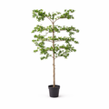 Kunstplant – ARTIFICIAL Bucida – 200cm