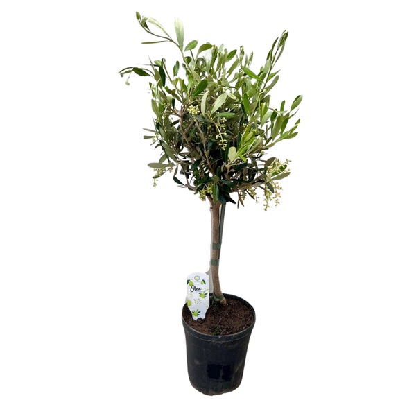 Olijfboompje – Ø15cm – ↕60cm