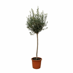 Olea Europaea op stam – 160cm- Ø24