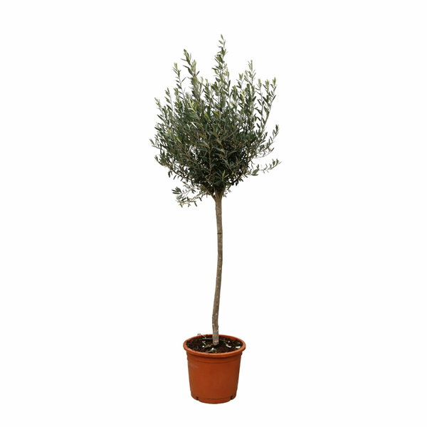 Olea Europaea op stam – 160cm- Ø24