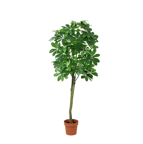 ARTIFICIAL Pachira Aquatica – 150cm