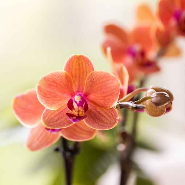 Kolibri Orchids | Oranje Bolzano orchidee cadeauset – incl. giftbox, orchidee & sierpot – Ø9cm