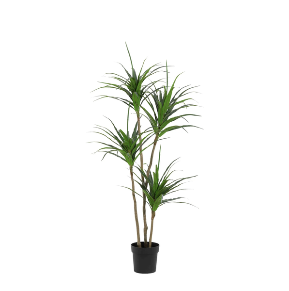 ARTIFICIAL Dracaena – 165cm