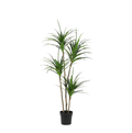 ARTIFICIAL Dracaena – 165cm