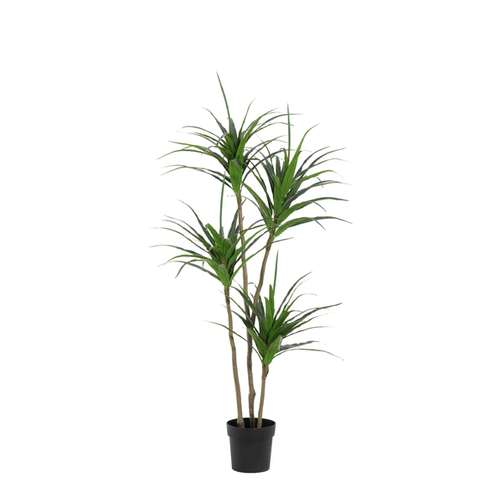 ARTIFICIAL Dracaena – 165cm