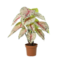 ARTIFICIAL Caladium white / pink – 57cm
