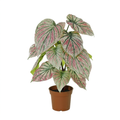 ARTIFICIAL Caladium green / pink – 57cm